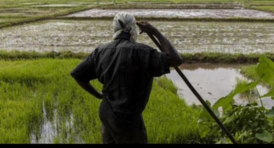 Farmers Cry Neglect Amidst UN Food Conference